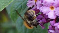 Bombus pascuorum
