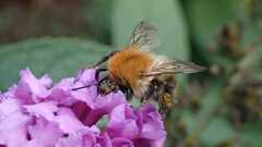 Bombus pascuorum