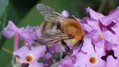Bombus pascuorum