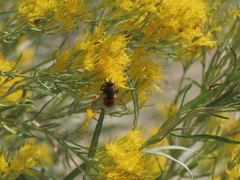 Paradejeania rutilioides