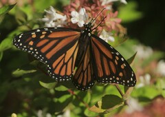 Danaus plexippus