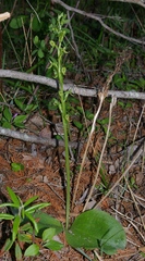 Platanthera hookeri