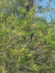 Prosthemadera novaeseelandiae