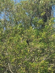 Prosthemadera novaeseelandiae