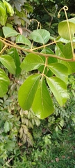 Sapindaceae