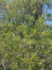 Prosthemadera novaeseelandiae
