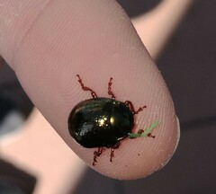 Chrysolina bankii