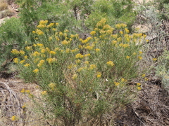 Chrysothamnus viscidiflorus