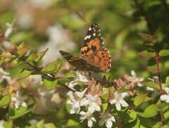Vanessa cardui