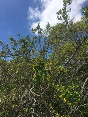 Prosthemadera novaeseelandiae