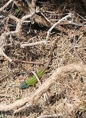 Lacerta schreiberi