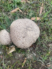 Calvatia cyathiformis