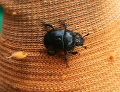 Typhaeus typhoeus