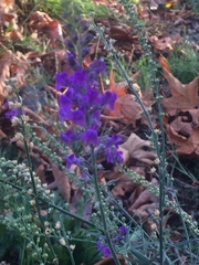Linaria purpurea