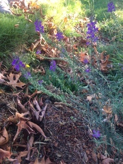 Linaria purpurea
