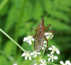 Empis