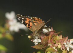 Vanessa cardui