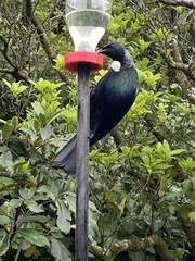 Prosthemadera novaeseelandiae novaeseelandiae