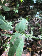 Eupatorium sessilifolium