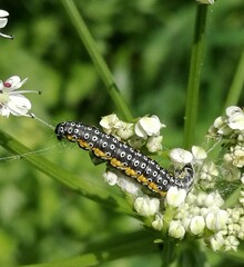 Depressaria daucella