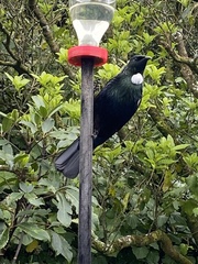Prosthemadera novaeseelandiae novaeseelandiae