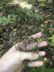 Eupatorium sessilifolium