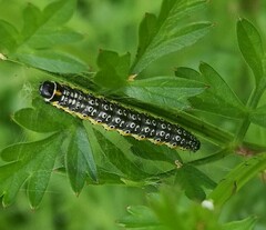 Depressaria daucella