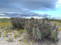 Echinocereus enneacanthus enneacanthus