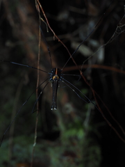 Forsteropsalis pureora