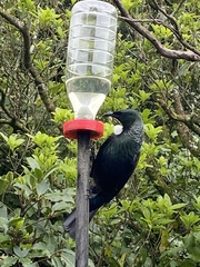 Prosthemadera novaeseelandiae novaeseelandiae
