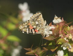 Vanessa cardui