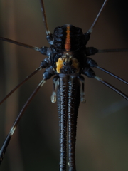 Forsteropsalis pureora