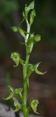 Platanthera hookeri