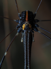 Forsteropsalis pureora