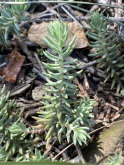 Petrosedum