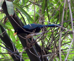 Cyanocorax yucatanicus
