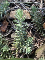 Petrosedum