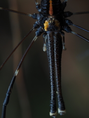 Forsteropsalis pureora