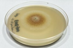 Neonectria magnoliae