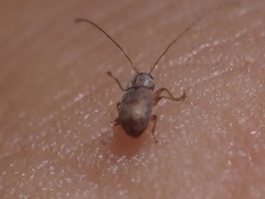 Dinema filicornis