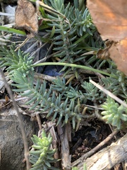 Petrosedum
