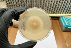 Neonectria magnoliae