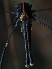 Forsteropsalis pureora