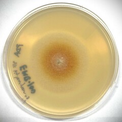 Neonectria magnoliae