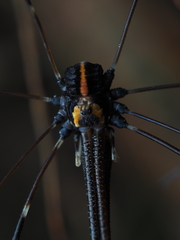 Forsteropsalis pureora