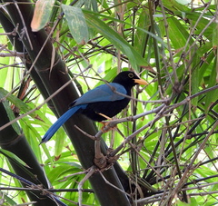 Cyanocorax yucatanicus