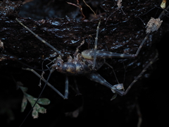 Macropathinae
