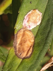 Asteromyia carbonifera