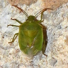 Thyanta custator accerra