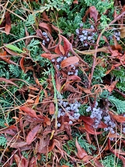 Juniperus horizontalis